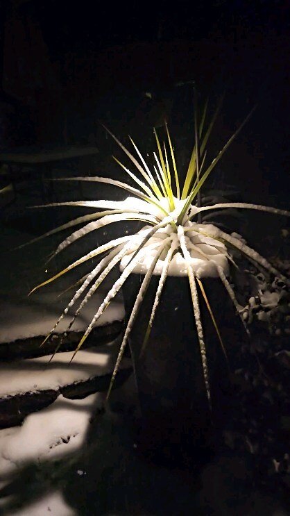 Landscape Lighting Project 2